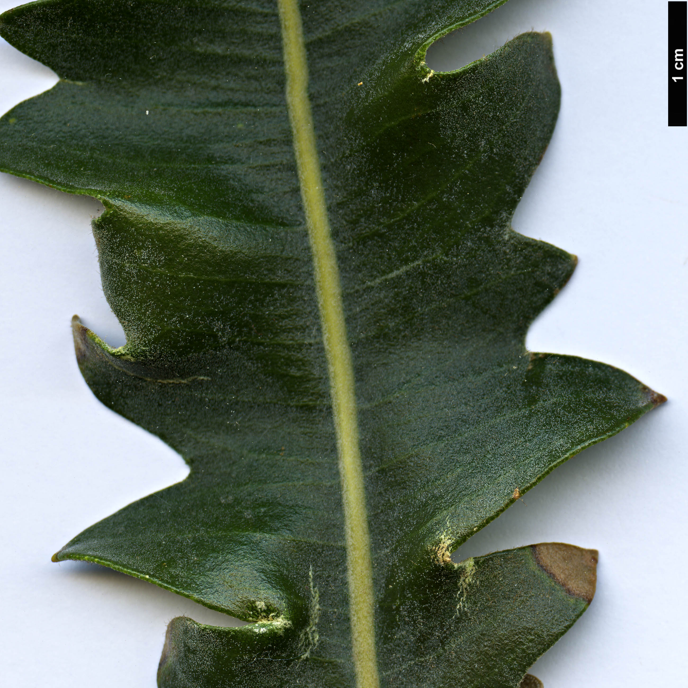 High resolution image: Family: Proteaceae - Genus: Banksia - Taxon: gardneri - SpeciesSub: var. gardneri